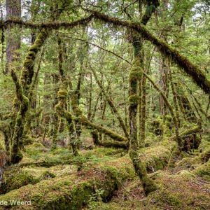 2018-12-09 - 50 tinten groen<br/>Lake Mistletoe - Te Anau - Milford Sound - Nieuw-Zeeland<br/>Canon EOS 5D Mark III - 33 mm - f/8.0, 1/8 sec, ISO 400