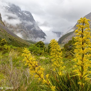 2018-12-09 - Uitzzicht op de bergen, met mooie gele bloemen<br/>Onderweg - Gertrude Valley - Te Anau - Milford Sound - Nieuw-Zeeland<br/>Canon EOS 5D Mark III - 24 mm - f/11.0, 0.01 sec, ISO 400