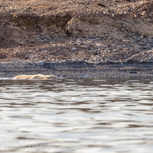 2022-07-15 - Even lekker zwemmen<br/>Spitsbergen<br/>Canon EOS R5 - 400 mm - f/5.6, 1/2500 sec, ISO 800