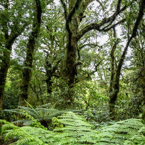 2018-12-09 - Varens en bemoste bomen<br/>The Chasm - Te Anau - Milford Sound - Nieuw-Zeeland<br/>Canon EOS 5D Mark III - 24 mm - f/8.0, 1/6 sec, ISO 800