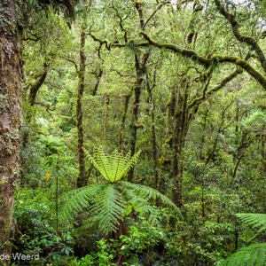 2018-12-09 - 50 tinten groen<br/>The Chasm - Te Anau - Milford Sound - Nieuw-Zeeland<br/>Canon EOS 5D Mark III - 24 mm - f/5.6, 1/6 sec, ISO 800