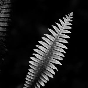 2018-12-09 - De zilveren boomvaren is een nationaal symbool van Nieuw-Zeeland<br/>The Chasm - Te Anau - Milford Sound - Nieuw-Zeeland<br/>Canon EOS 5D Mark III - 70 mm - f/2.8, 1/80 sec, ISO 400