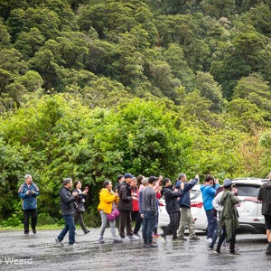 2018-12-09 - Alle Aziatische toeristen snellen naar een Kea die op de auto zi<br/>The Chasm - Te Anau - Milford Sound - Nieuw-Zeeland<br/>Canon EOS 5D Mark III - 70 mm - f/8.0, 0.04 sec, ISO 400