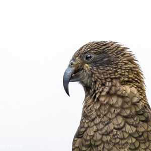 2018-12-09 - Kea - een bedreigde, rode lijst vogel<br/>Milford Sound Lodge (camping) - Milford Sound - Nieuw-Zeeland<br/>Canon EOS 5D Mark III - 371 mm - f/5.6, 1/40 sec, ISO 800