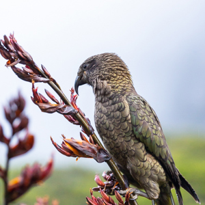 2018-12-09 - De Kea is een nieuwsgierige en zeer slimme papagaai<br/>Milford Sound Lodge (camping) - Milford Sound - Nieuw-Zeeland<br/>Canon EOS 5D Mark III - 271 mm - f/5.6, 0.01 sec, ISO 3200