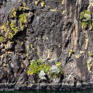 2018-12-10 - De steile rotsen zijn toch begroeit<br/>Milford Sound fjord - Milford Sound - Nieuw-Zeeland<br/>Canon EOS 5D Mark III - 62 mm - f/8.0, 0.01 sec, ISO 200
