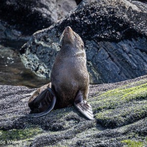 2018-12-10 - Pelsrob - altijd bereid om even te poseren<br/>Milford Sound fjord - Milford Sound - Nieuw-Zeeland<br/>Canon EOS 7D Mark II - 400 mm - f/5.6, 1/160 sec, ISO 400