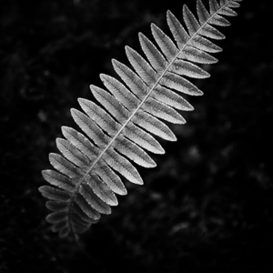 2018-12-10 - De zilveren boomvaren is een nationaal symbool van Nieuw-Zeeland<br/>Key Summit track - Milford Sound - Te Anau - Nieuw-Zeeland<br/>Canon EOS 5D Mark III - 70 mm - f/2.8, 1/125 sec, ISO 800