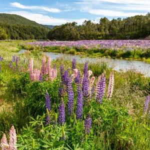 2018-12-10 - Lupnies geven kleur aan de vallei<br/>Onderweg - Milford Sound - Te Anau - Nieuw-Zeeland<br/>Canon EOS 5D Mark III - 27 mm - f/11.0, 1/80 sec, ISO 200