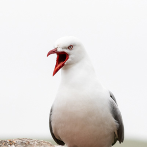 2018-12-12 - Roodsnavelmeeuw<br/>Harington Point - Dunedin (Otega Peninsula) - Nieuw-Zeeland<br/>Canon EOS 7D Mark II - 100 mm - f/5.6, 1/500 sec, ISO 400