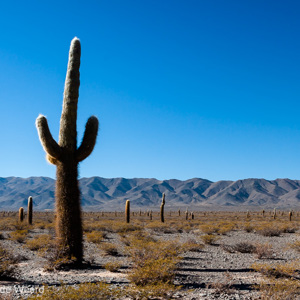 2010-07-08 - Een vallei vol cactussen<br/>NP Los Cordones - Cachi - Argentinië<br/>Canon EOS 50D - 32 mm - f/11.0, 0.02 sec, ISO 100