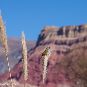 2010-07-09 - Pampa gors (Embernagra platensis)<br/>Quebrada de Humahuaca - Purmamarca - Argentinië<br/>Canon EOS 50D - 180 mm - f/8.0, 1/1000 sec, ISO 200