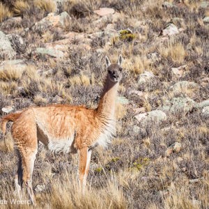 2010-07-10 - Guanaco (Lama guanicoe)<br/>Onderweg naar Susques - Purmamarca - Argentinië<br/>Canon EOS 50D - 400 mm - f/8.0, 1/640 sec, ISO 200