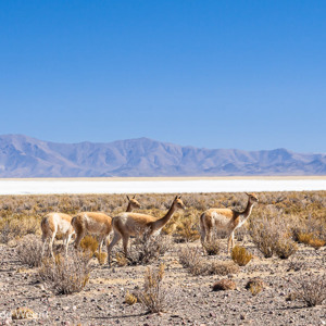 2010-07-10 - Vicunas<br/>Salinas Grandes - Susques - Argentinië<br/>Canon EOS 50D - 92 mm - f/8.0, 1/160 sec, ISO 100