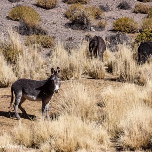 2010-07-10 - Wilde ezels<br/>Salinas Grandes - Susques - Argentinië<br/>Canon EOS 50D - 105 mm - f/11.0, 1/125 sec, ISO 100