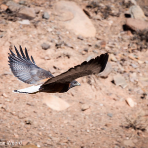 2010-07-10 - Roodrugbuizerd (Buteo polyosoma)<br/>Salinas Grandes - Susques - Argentinië<br/>Canon EOS 50D - 400 mm - f/5.6, 1/1000 sec, ISO 200