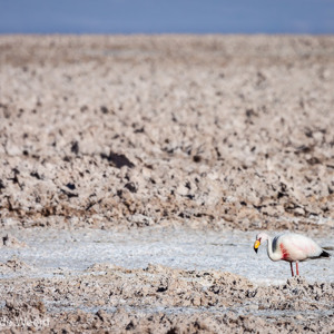 2010-07-13 - James Flamingo, met gele snavel<br/>Laguna Chaixa - San Pedro de Atacama - Chili<br/>Canon EOS 50D - 400 mm - f/8.0, 1/1600 sec, ISO 200