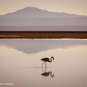2010-07-13 - Flamingo en berg<br/>Laguna Chaixa - San Pedro de Atacama - Chili<br/>Canon EOS 50D - 115 mm - f/8.0, 1/1600 sec, ISO 200