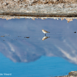 2010-07-13 - Strandpleviertje<br/>Laguna Chaixa - San Pedro de Atacama - Chili<br/>Canon EOS 50D - 300 mm - f/8.0, 1/500 sec, ISO 200