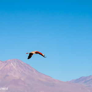 2010-07-13 - Flamingo in vlucht<br/>Laguna Chaixa - San Pedro de Atacama - Chili<br/>Canon EOS 50D - 120 mm - f/8.0, 1/500 sec, ISO 200