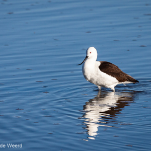 2010-07-13 - Andeskluut<br/>Laguna Chaixa - San Pedro de Atacama - Chili<br/>Canon EOS 50D - 400 mm - f/8.0, 1/1000 sec, ISO 200