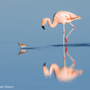 2010-07-13 - Chileense Flamingo en Strandplevier<br/>Laguna Chaixa - San Pedro de Atacama - Chili<br/>Canon EOS 50D - 400 mm - f/8.0, 1/1000 sec, ISO 200
