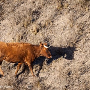 2010-07-04 - Koe op weg naar huis<br/>Rondom Digue la Angostura - Taffi del Valle - Argentinië<br/>Canon EOS 50D - 400 mm - f/8.0, 1/125 sec, ISO 200