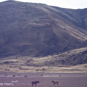 2010-07-05 - Paarden op de droge vlakte<br/>Onderweg - Amaicha del Valle - Argentinië<br/>Canon EOS 50D - 55 mm - f/11.0, 1/60 sec, ISO 100