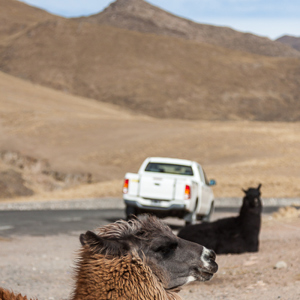 2010-07-05 - Lamas bewaken onze auto op 3500m<br/>Onderweg - Amaicha del Valle - Argentinië<br/>Canon EOS 50D - 67 mm - f/4.0, 1/1600 sec, ISO 200