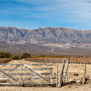 2010-07-05 - Wijngaarden (in de winter)<br/>Cafayate - Argentinië<br/>Canon EOS 50D - 55 mm - f/8.0, 1/250 sec, ISO 200