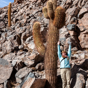 2010-07-14 - Best groot, die cactussen<br/>Vallei met cactussen - Gautin - Chili<br/>Canon EOS 50D - 24 mm - f/8.0, 1/250 sec, ISO 200