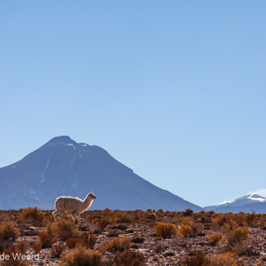2010-07-15 - Nog een lama bij de vulkanen<br/>San Pedro de Atacama - Chili<br/>Canon EOS 50D - 105 mm - f/4.0, 1/2500 sec, ISO 200
