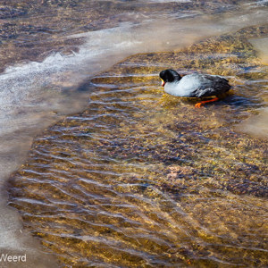 2010-07-15 - Reuzenkoet in ijzig water<br/>Onderweg - Tussen San Pedro de Atacama en C - Chili<br/>Canon EOS 50D - 105 mm - f/8.0, 1/60 sec, ISO 400