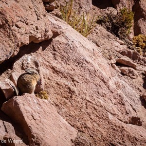 2010-07-15 - Probeer de Viscacha te vinden<br/>Onderweg - Tussen San Pedro de Atacama en C - Chili<br/>Canon EOS 50D - 400 mm - f/16.0, 1/400 sec, ISO 400