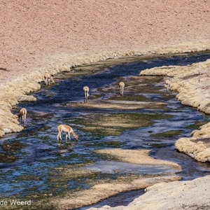 2010-07-15 - Vicunas in een stroompje onderweg<br/>Onderweg - Tussen San Pedro de Atacama en C - Chili<br/>Canon EOS 50D - 150 mm - f/8.0, 1/800 sec, ISO 200