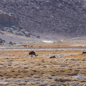 2010-07-15 - Andes Nandoe<br/>Onderweg - Tussen San Pedro de Atacama en C - Chili<br/>Canon EOS 50D - 400 mm - f/8.0, 1/1000 sec, ISO 200