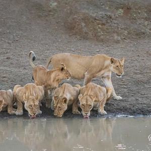 2024-04-27 - Dorstige leeuwen<br/>Chobe NP - Muchenje - Botswana<br/>Canon EOS R6m2 - 135 mm - f/7.1, 1/125 sec, ISO 12800