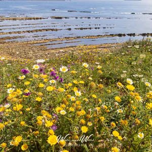 2023-05-08 - Bloemen-zee<br/>San García - Algeciras - Spanje<br/>Canon EOS R5 - 24 mm - f/16.0, 1/60 sec, ISO 200