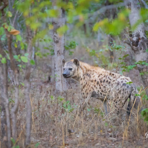 2024-04-29 - Gevlekte hyena<br/>Chobe NP - Muchenje - Botswana<br/>Canon EOS R6m2 - 400 mm - f/7.1, 1/160 sec, ISO 12800