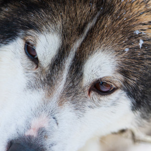 2011-02-09 - Mooie koppen<br/>Finn Jan Huskyfarm - Jurmu - Finland<br/>Canon EOS 7D - 105 mm - f/4.0, 0.02 sec, ISO 200