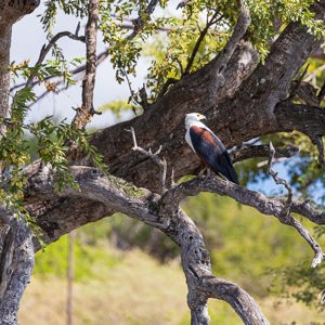 2024-04-28 - Afrikaanse visarend<br/>Chobe NP - Muchenje - Botswana<br/>Canon EOS R6m2 - 400 mm - f/7.1, 1/400 sec, ISO 500