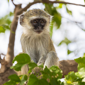 2024-04-28 - Vervet aapje<br/>Chobe NP - Muchenje - Botswana<br/>Canon EOS R6m2 - 400 mm - f/7.1, 1/500 sec, ISO 1250