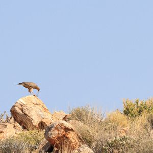 2007-08-09 - Roofvogel verorbert een lekker muisje<br/>Lüderitz - Namibie<br/>Canon EOS 30D - 400 mm - f/8.0, 1/1000 sec, ISO 200