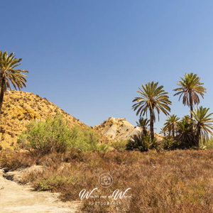2023-04-24 - Oase met palmbomen<br/>Wandeling Lawrence of Arabia in  - Tabernas - Spanje<br/>Canon EOS R5 - 42 mm - f/11.0, 1/200 sec, ISO 400