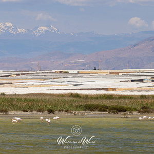 2023-04-21 - Flamingos voor de bergen<br/>Punta Entinas-Sabinar - San Augustin - Spanje<br/>Canon EOS R5 - 234 mm - f/8.0, 1/800 sec, ISO 400