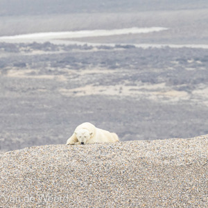 2022-07-19 - Ingezoomd op moeder ijsbeer<br/>Torellneset - Spitsbergen<br/>Canon EOS R5 - 400 mm - f/7.1, 1/1600 sec, ISO 800