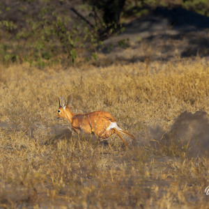 2024-05-06 - Steenbok met flinke snelheid<br/>Deception Valley Lodge - Central Kalahari Game Reserve - Botswana<br/>Canon EOS R6m2 - 340 mm - f/6.3, 1/500 sec, ISO 125