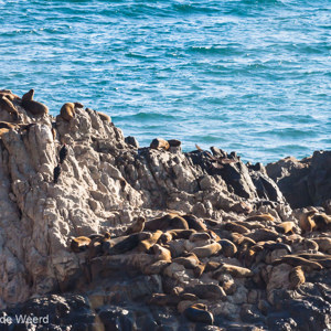 2010-07-18 - Zeeleeuwen-kolonie<br/>Playa Corazones - Arica - Chili<br/>Canon EOS 50D - 400 mm - f/13.0, 1/250 sec, ISO 320
