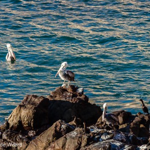 2010-07-18 - Pelikanen<br/>Playa Corazones - Arica - Chili<br/>Canon EOS 50D - 400 mm - f/8.0, 1/640 sec, ISO 320