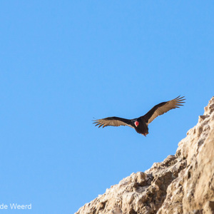 2010-07-18 - Kalkoengier op jacht<br/>Playa Corazones - Arica - Chili<br/>Canon EOS 50D - 400 mm - f/8.0, 1/1600 sec, ISO 320